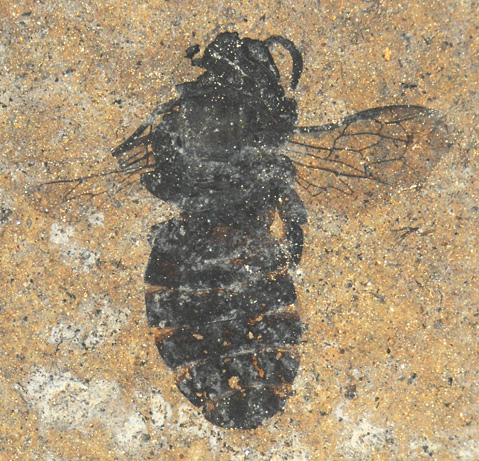 Picture 4 of Photos of fossils in the Messel Pit area