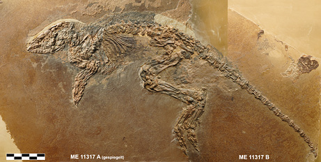 Picture 5 of Photos of fossils in the Messel Pit area