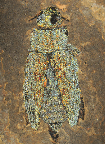 Picture 6 of Photos of fossils in the Messel Pit area