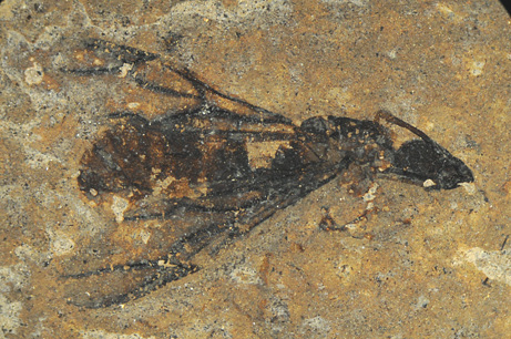 Picture 7 of Photos of fossils in the Messel Pit area