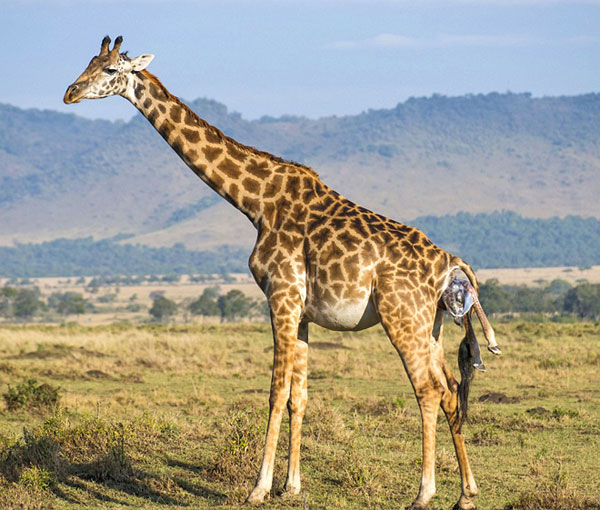 Picture 1 of Photos of giraffes give birth to children