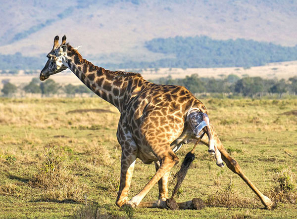 Picture 2 of Photos of giraffes give birth to children