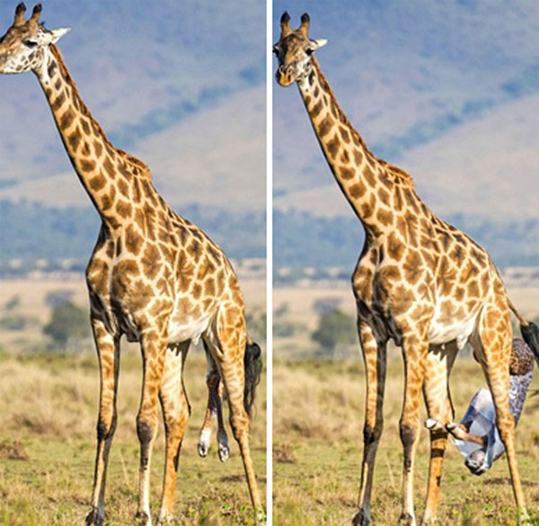 Picture 3 of Photos of giraffes give birth to children