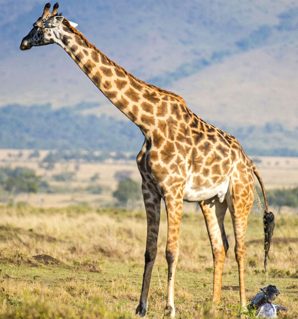 Picture 4 of Photos of giraffes give birth to children