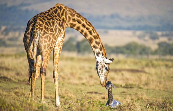 Picture 5 of Photos of giraffes give birth to children