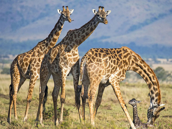 Picture 6 of Photos of giraffes give birth to children