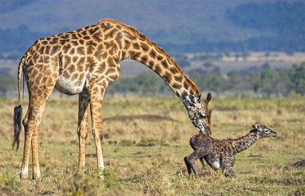 Picture 7 of Photos of giraffes give birth to children