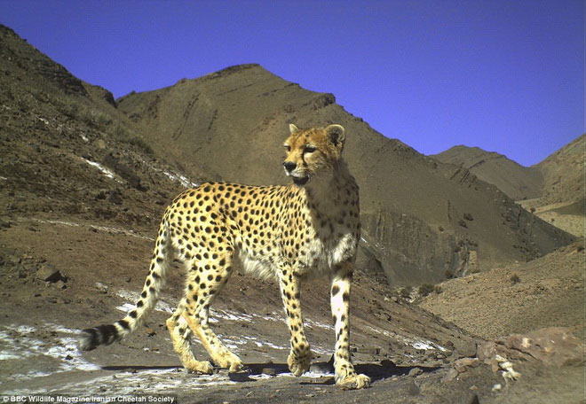Picture 1 of Photos of 'stealing' beautiful animals