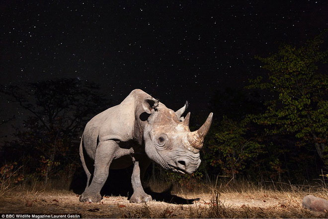 Picture 2 of Photos of 'stealing' beautiful animals