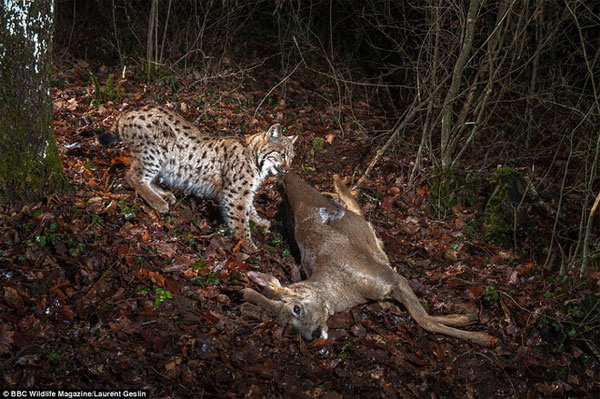 Picture 3 of Photos of 'stealing' beautiful animals