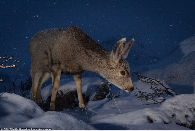 Picture 6 of Photos of 'stealing' beautiful animals