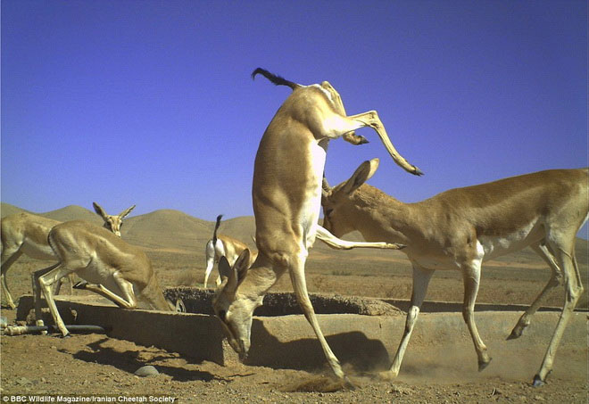 Picture 8 of Photos of 'stealing' beautiful animals