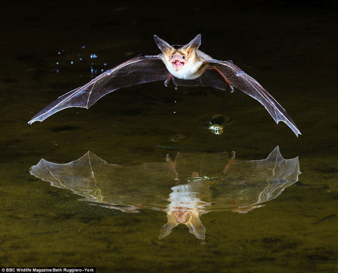 Picture 9 of Photos of 'stealing' beautiful animals