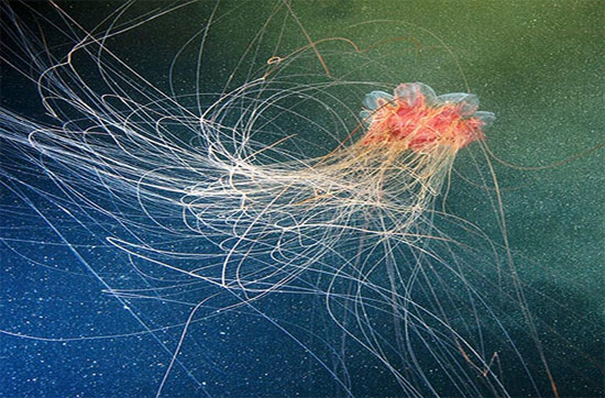 Picture 1 of Photos of 'strange objects' on the ocean floor