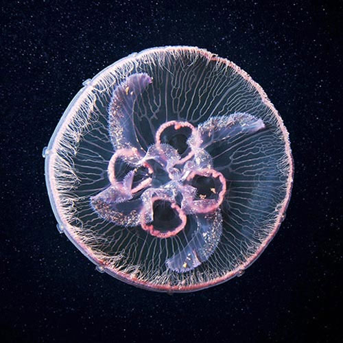 Picture 10 of Photos of 'strange objects' on the ocean floor