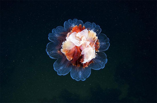Picture 11 of Photos of 'strange objects' on the ocean floor