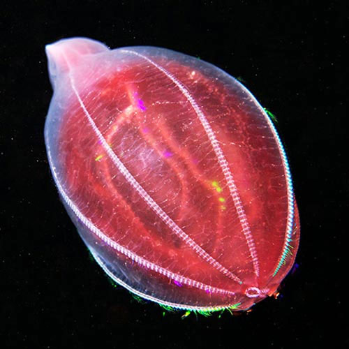 Picture 12 of Photos of 'strange objects' on the ocean floor