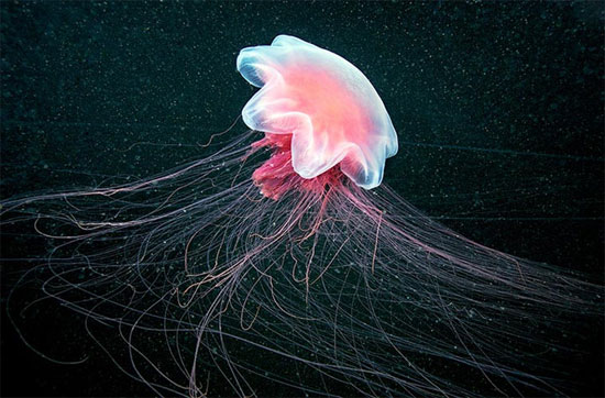 Picture 2 of Photos of 'strange objects' on the ocean floor