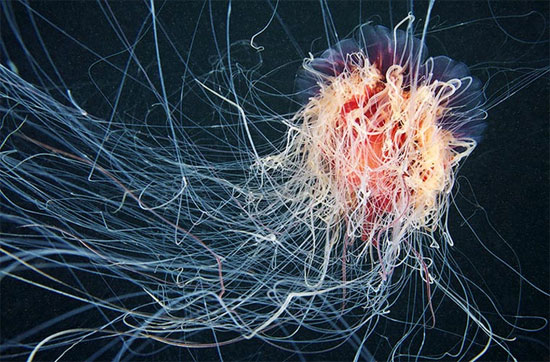 Picture 3 of Photos of 'strange objects' on the ocean floor