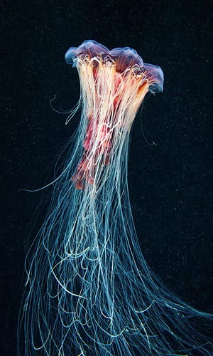 Picture 4 of Photos of 'strange objects' on the ocean floor
