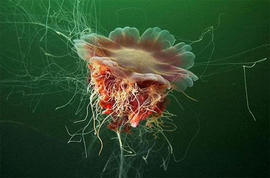 Picture 5 of Photos of 'strange objects' on the ocean floor