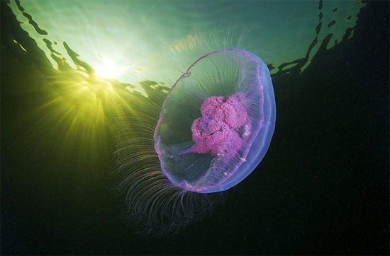 Picture 6 of Photos of 'strange objects' on the ocean floor