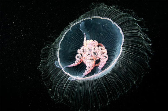 Picture 7 of Photos of 'strange objects' on the ocean floor