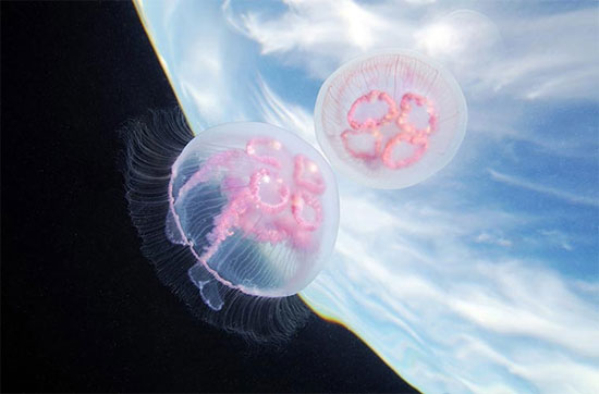Picture 8 of Photos of 'strange objects' on the ocean floor