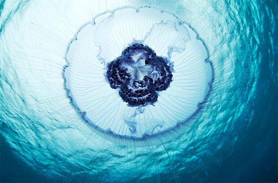 Picture 9 of Photos of 'strange objects' on the ocean floor