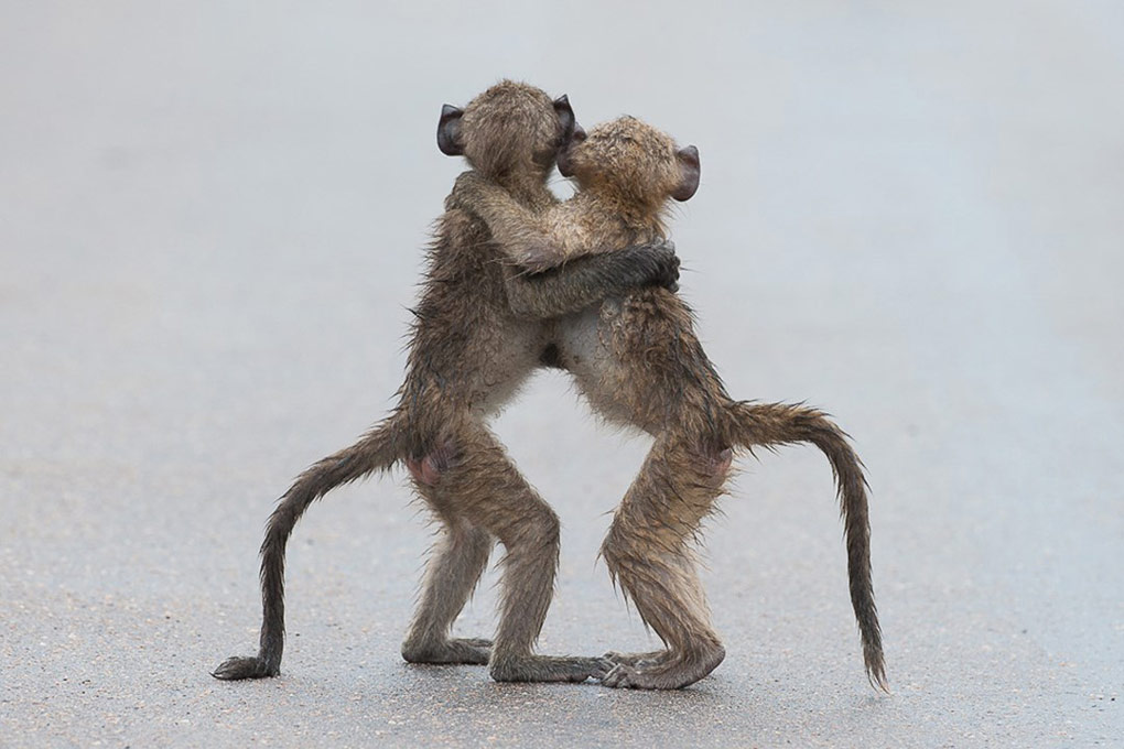 Picture 10 of Photos of the 2015 Comedy Wildlife Photography Award