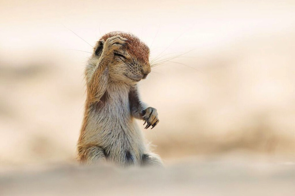 Picture 11 of Photos of the 2015 Comedy Wildlife Photography Award