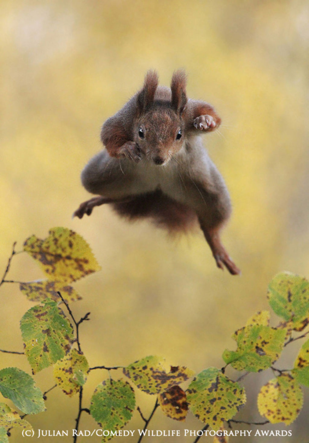 Picture 12 of Photos of the 2015 Comedy Wildlife Photography Award