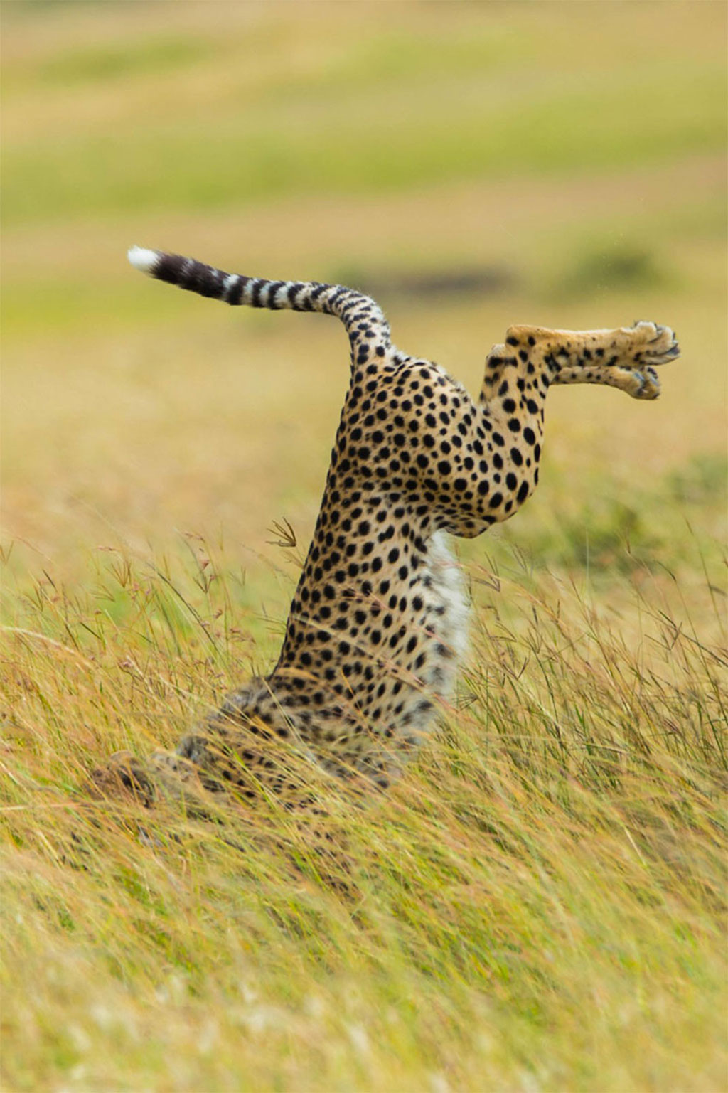Picture 13 of Photos of the 2015 Comedy Wildlife Photography Award