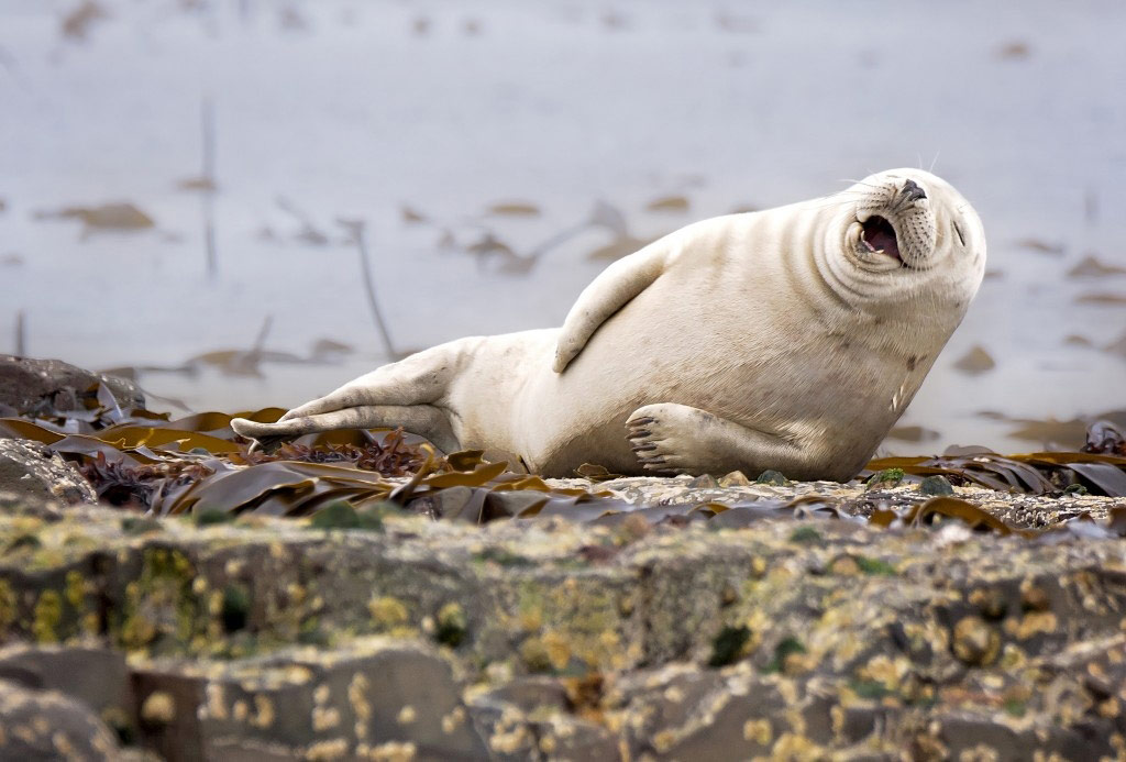 Picture 7 of Photos of the 2015 Comedy Wildlife Photography Award