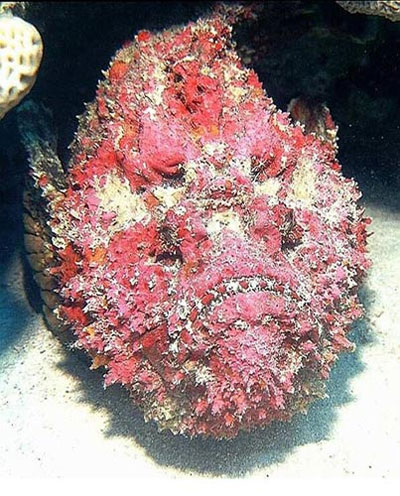 Picture 10 of Photos of the incredible 'monsters' of the sea