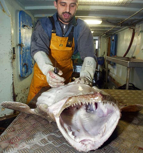 Picture 8 of Photos of the incredible 'monsters' of the sea