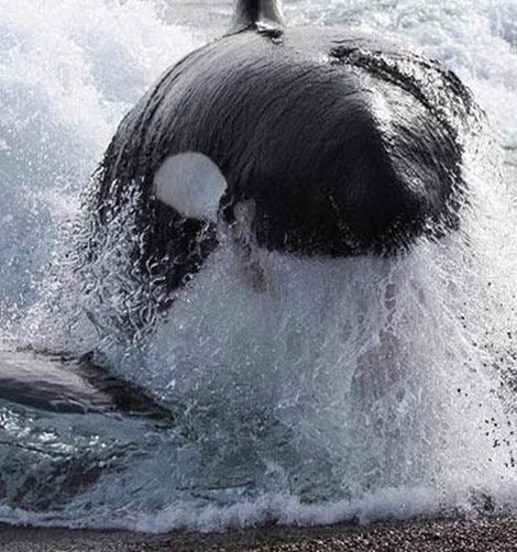 Picture 9 of Photos of the incredible 'monsters' of the sea