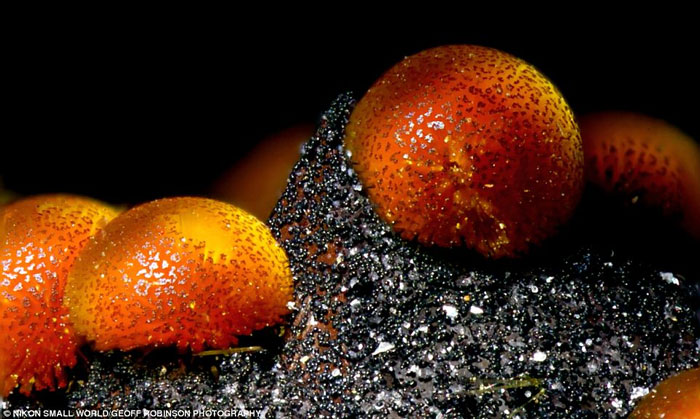 Picture 11 of Photos taken through the most beautiful microscope in 2012