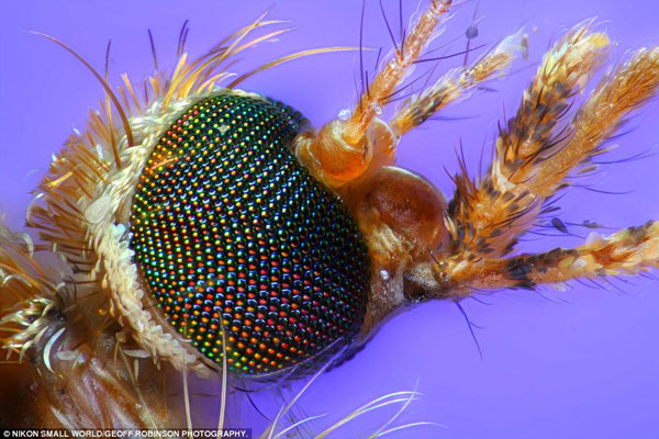 Picture 13 of Photos taken through the most beautiful microscope in 2012