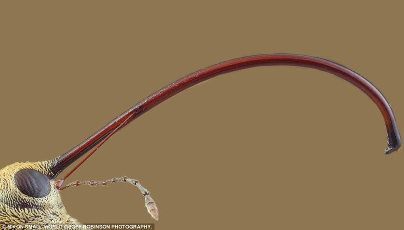 Picture 15 of Photos taken through the most beautiful microscope in 2012