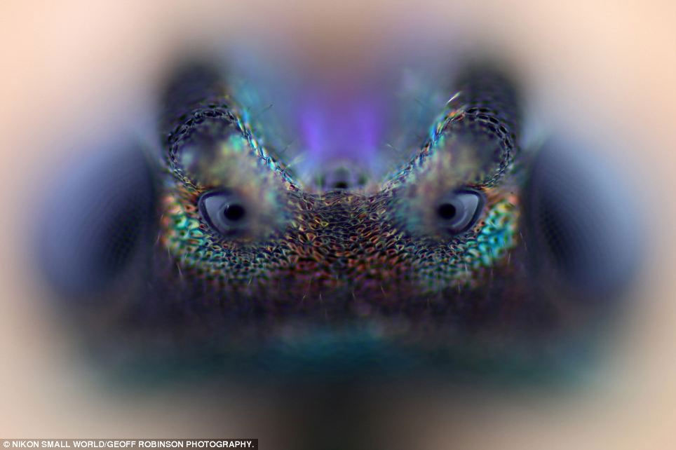 Picture 16 of Photos taken through the most beautiful microscope in 2012