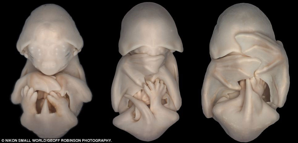 Picture 17 of Photos taken through the most beautiful microscope in 2012