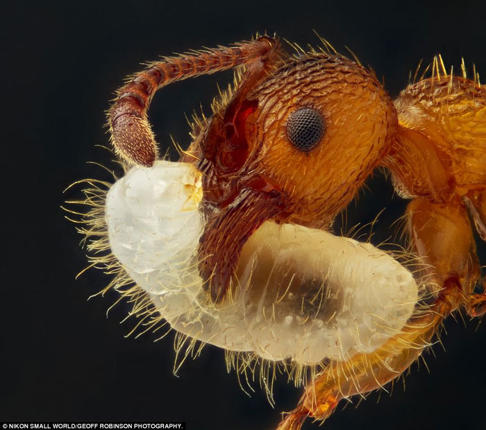 Picture 18 of Photos taken through the most beautiful microscope in 2012