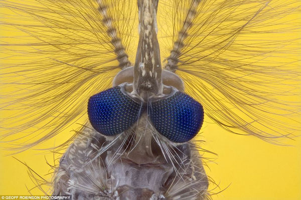 Picture 20 of Photos taken through the most beautiful microscope in 2012