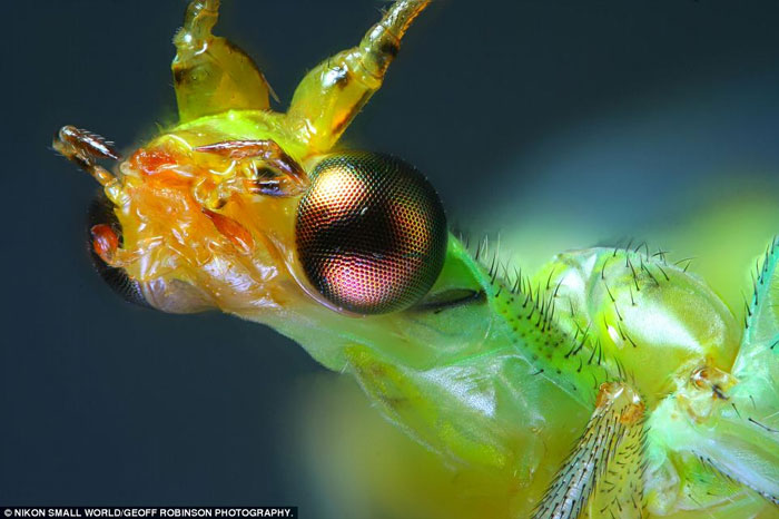 Picture 21 of Photos taken through the most beautiful microscope in 2012
