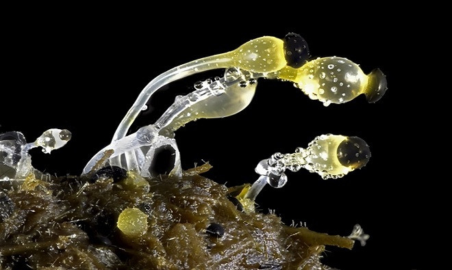 Picture 1 of Photos taken under the world's most beautiful microscope