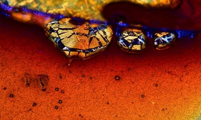 Picture 12 of Photos taken under the world's most beautiful microscope