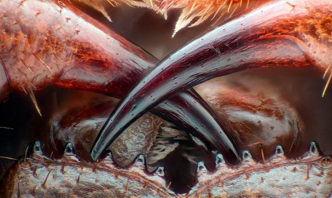 Picture 8 of Photos taken under the world's most beautiful microscope