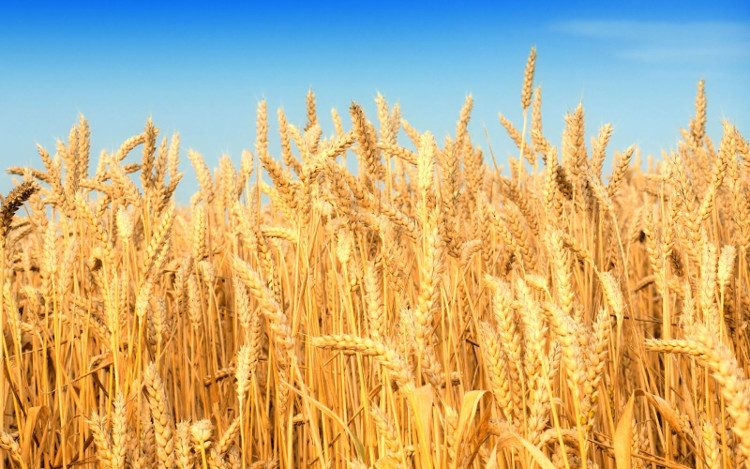 Picture 2 of Photosynthesis method helps agriculture develop