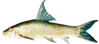 Picture 1 of Phu Tho: Detecting the pompano in Xuan Son National Park